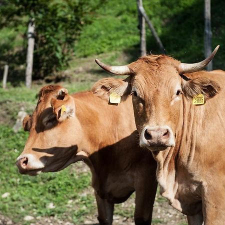 Agriturismo Di Baroni Enzo Dicomano Kültér fotó