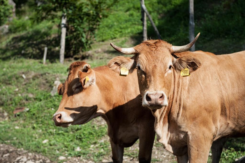 Agriturismo Di Baroni Enzo Dicomano Kültér fotó